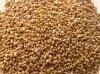 organic alfalfa seeds