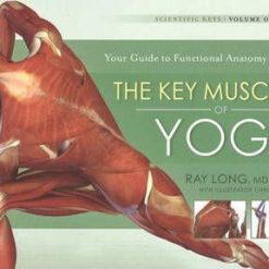 Key Muscles of Yoga
