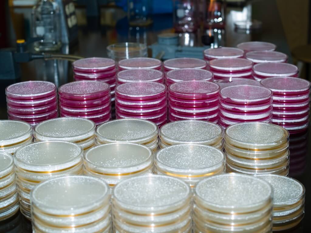 Probiotics And Their Benefits
