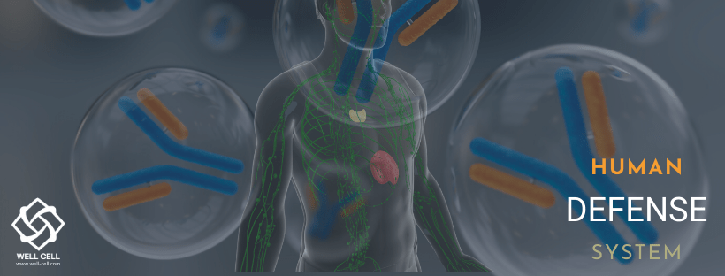 The Astonishing World of our Immune System