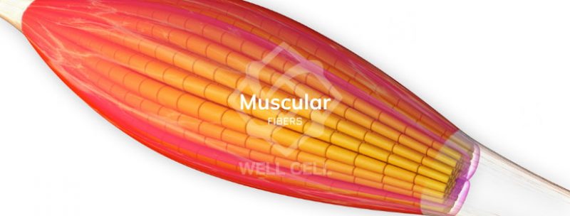 What is a Muscle Tear